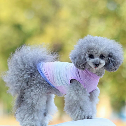 🐶夏天也要穿衣服？毛孩的涼感穿搭小知識🌞
