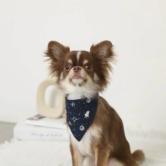 🐶 夏天毛孩防中暑完全指南