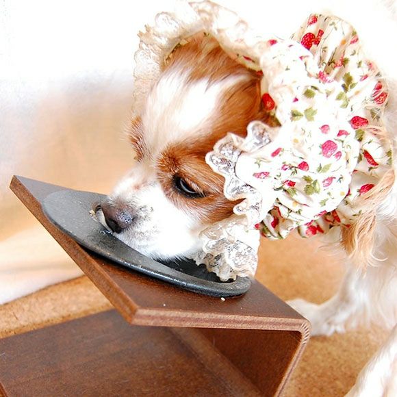 日本製木框寵物碗餐組