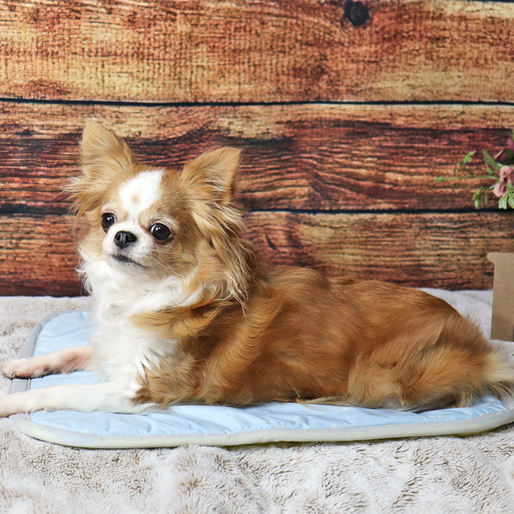 日本IDOG&ICAT寵物舒涼凝膠墊