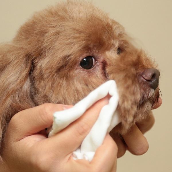 善菌無添加淚痕清潔液