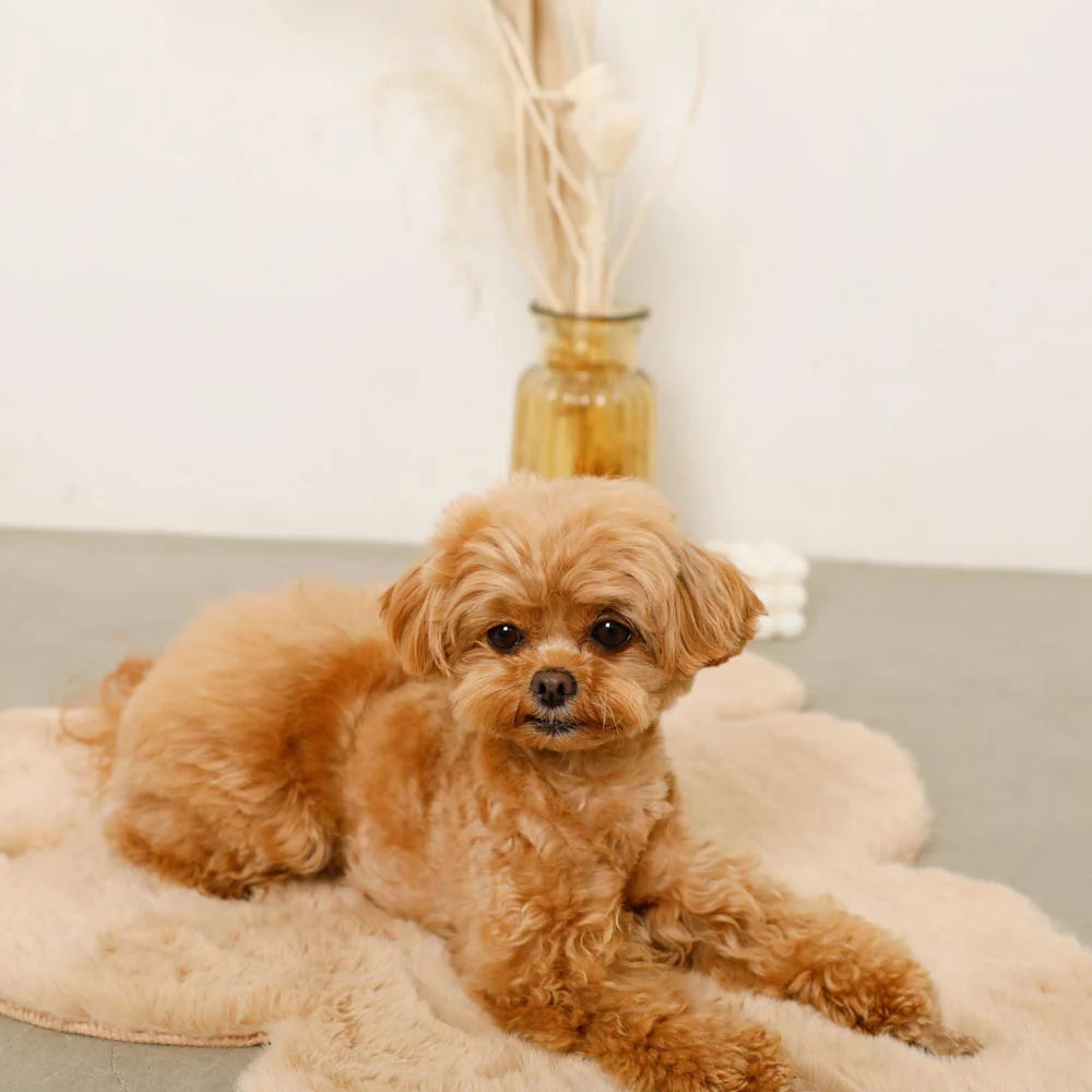 熊熊造型居家地墊