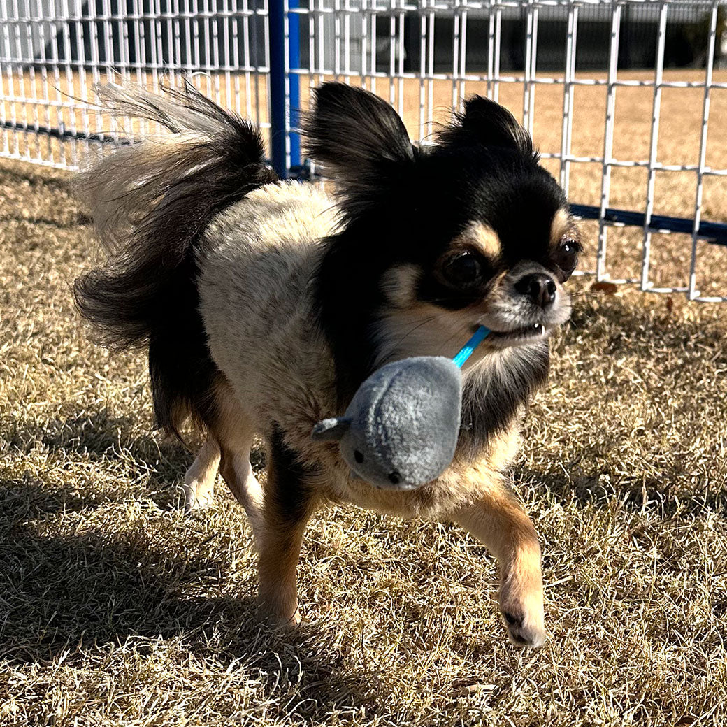 嗅聞互動玩具｜起司小鼠沙沙啾啾組