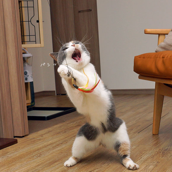 FLYING CAT 彩色羽毛釣逗貓釣竿