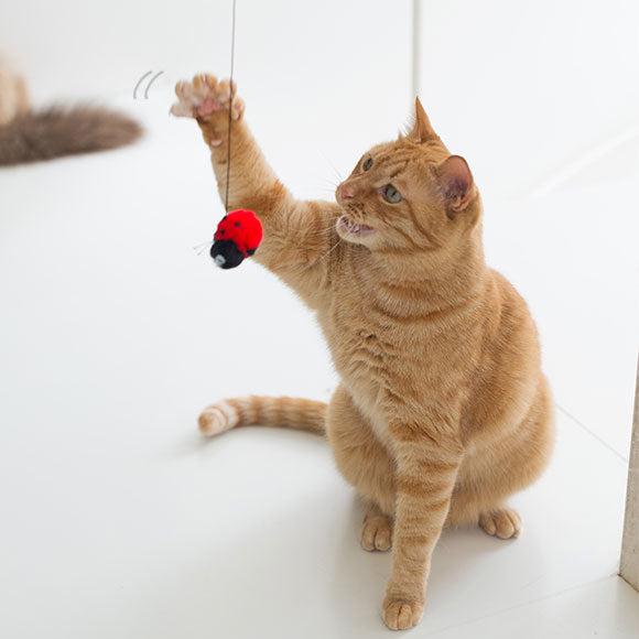 FLYING CAT 瓢蟲逗貓釣竿